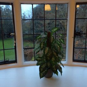 plant in a window Hazelwood Gardens Nursing Home