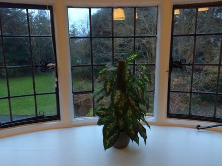 plant in a window Hazelwood Gardens Nursing Home