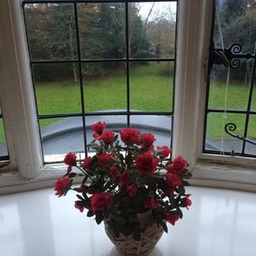 roses in window with a view of the garden behind