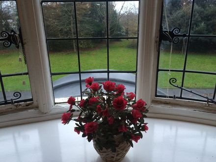 roses in window with a view of the garden behind